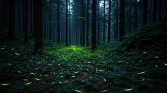 Book Firefly Festival Treks In Maharashtra Dense Forests This Weekend