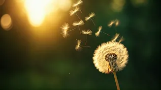 The "Dream Chases You" Phenomenon: Unlocking True Alignment and Unexpected Success