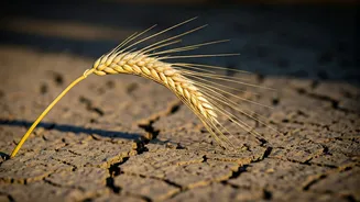 Food Budgets Can Feel Weak Monsoon Pressure