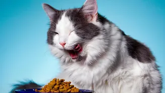 Add Household Schedule Changes To Every Plan For Backup Pet Feeding Routines