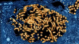 OMS declara surto de ebola na África emergência de saúde global