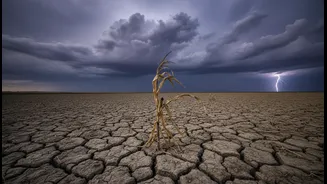 Food Prices Have Entered Weather-Watch Mode