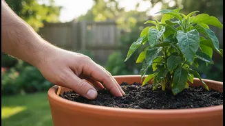 Monsoon Watering Should Follow Soil Feel, Not A Fixed Schedule