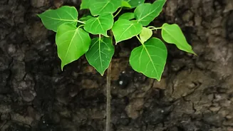 Repot After Measuring Roots, Not After Guessing from Foliage