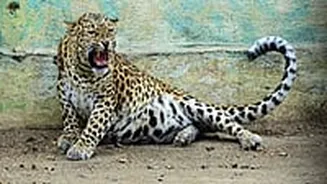 ‘Give Farmers Gun Licenses’: Heated Debate Erupts As MLAs Seek Tough Measures Against Leopards In Pune & Ahilyanagar Districts