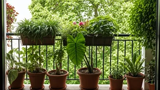 Balcony Greens Need Space, Air And Patience