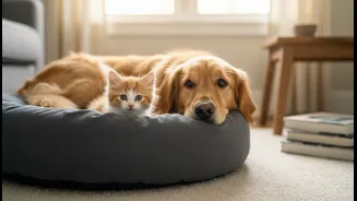 Proven Behavioral Techniques To Smoothly Introduce A Rescue Kitten Into An Adult Dog Household
