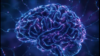 How newly discovered cerebellar micro-circuits coordinate rapid muscle reflex adjustments successfully