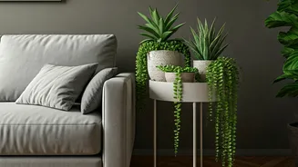 Room Upgrades Now Start With Low-Maintenance Plants