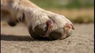 Why Pet Saliva Aggravates Wet-Weather Fungal Conditions If Paw Inspection Cycles Are Skipped
