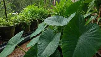 Terrace Gardens Are The Rainy-Season Win