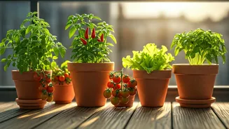 Kitchen Crops Make Balcony Gardens Worth The Effort