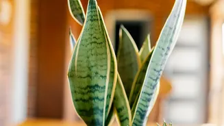 How Snake Plants And Trailing Pothos Offer Durable Low-Maintenance Indoor Greenery For Bedroom Tables