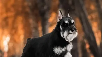 Why Monsoon Months Need A Different Grooming Routine For Pets