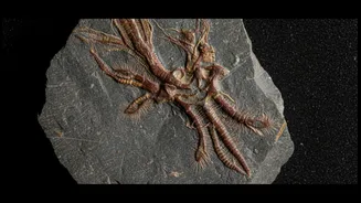 A Clearer Look at A 450-million-year-old Fossil and its Impact on Reconstructing Ancient Animal Life