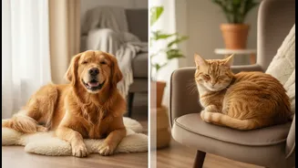 Researchers Compare Emotional Benefits Linked To Dogs And Cats