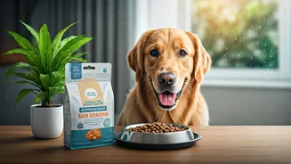 Vets Are Talking Monsoon Nutrition For Pets