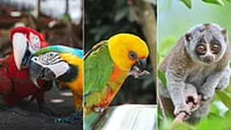 Indore News: City Registers 427 Exotic Pets, Leading MP’s Drive