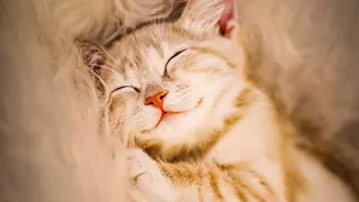 High Humidity During Monsoon May Make It Harder To Sleep Comfortably