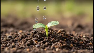 Monsoon Watering Should Follow Soil Moisture, Not A Fixed Daily Routine
