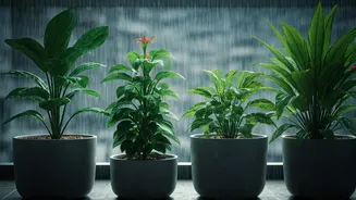 Monsoon Balcony Gardening Gets Easier With These Picks