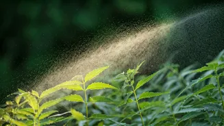 Use Simple Organic Neem Oil To Protect Humid Foliage