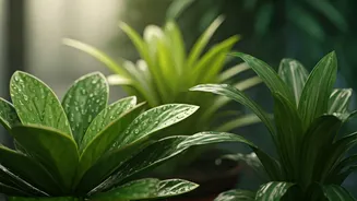 Rainy Season Plant Care Is Easier Than You Think