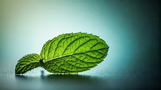 Peppermint Oil: A Natural, Affordable Solution for Mild Hypertension Discovered by Scientists