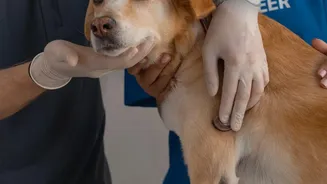 A Veterinary History Can Reveal Patterns Behind Persistent Pet Itching