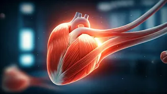 Human Hearts Can Regenerate After Heart Attacks: World-First Study Reveals