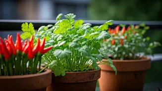 Coriander And Chillies Love Monsoon Balcony Energy