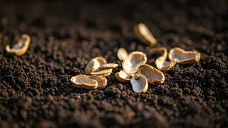 Drop A Handful Of Peanut Shells Into Plant Soil Matrix