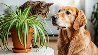 Spider Plants Are Perfect For Cats And Dogs