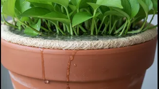 Decorative Liners Can Block Drainage Holes When Monsoon Pots Need Them Most