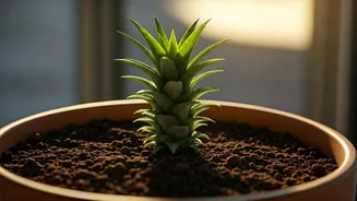 Grow Pineapples For A Fun Green Corner