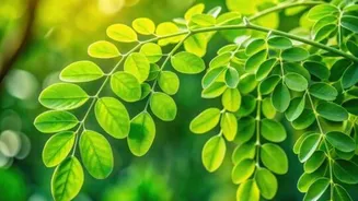 5 skincare benefits of moringa leaves