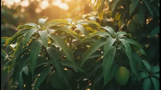 Beyond a seasonal tasting event, Mango Festivals highlight grower knowledge, tourism and local food economies
