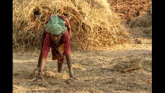 Understanding Crop Insurance Challenges for Indian Farmers