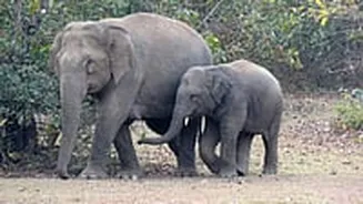 Tamil Nadu: 2-Year-Old Elephant Calf Dies After Swallowing Country-Made Bomb In Sathyamangalam Tiger Reserve