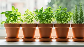 How To Start A Windowsill Garden With 4 Fresh Herbs