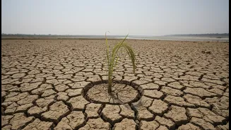 Goa's Weak Monsoon Spell: Risks, Benefits and Practical Next Steps