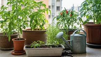 Home Gardening: A Step-by-Step Guide for Indian Balconies