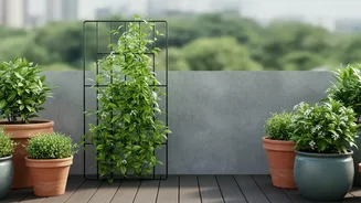 A Few Early Supports Can Prevent Widespread Balcony Plant Damage