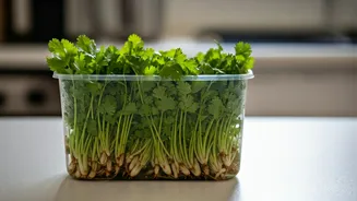 Keep Coriander Fresh: Easy Kitchen Hacks