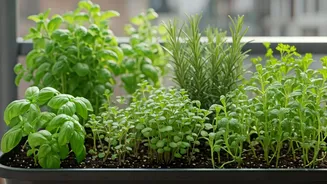 Small Balcony, Endless Fresh Herbs