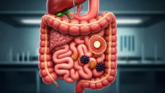 Gut Health Approved: Expert Ranks 10 Common Snacks for Digestive Wellness