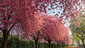 Mumbai's Pink Paradise: Discover Vikhroli's Cherry Blossoms