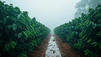Rain-Washed Coorg Is The Soft-Life Honeymoon Plan