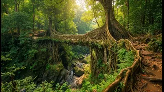 How Sustainable Tourism Projects Train Northeast Youth To Maintain Living Root Bridge Ecosystems