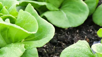 Why Urban Garden Soils Need Targeted Bacterial Restoration Following Extreme Rainy Waterlogging